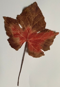 Ahornblatt herbstlich, rot-braun